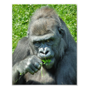 IMPRESSION PHOTO GORILLAS