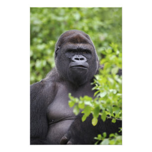 Impression Photo Gorille des terres basses de Silverback, Gorilla g