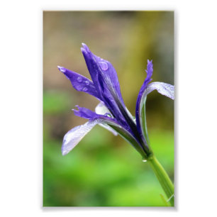 Impression Photo Gouttes de pluie sur l'iris