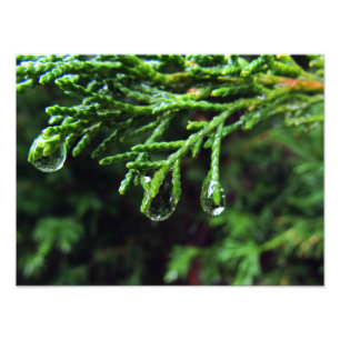 Impression Photo Gouttes de pluie sur une branche d'arbre (#2)