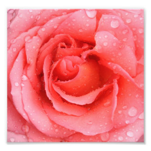 Impression Photo Gouttes d'eau de rose rose romantique
