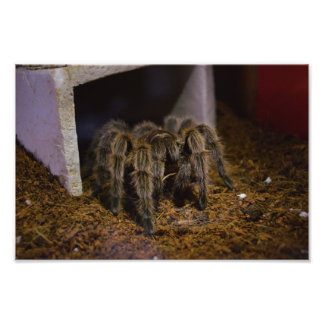 Impression Photo Grammostola Rosea