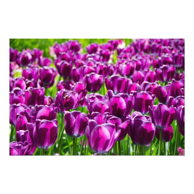 Impression Photo Grand champ de tulipes pourpres (Devant)