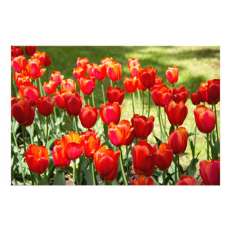 Impression Photo Grand champ de tulipes rouges