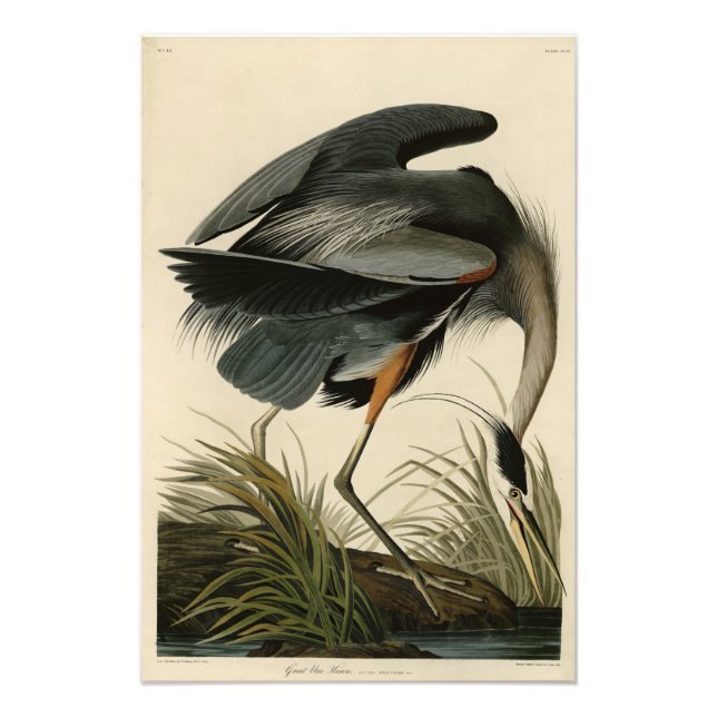 Impression Photo Grand héron bleu des oiseaux d'Amérique d'Audubon (Devant)