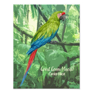 Impression Photo Grand Vert Macaw Costa Rica Design