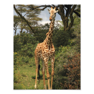 Impression Photo Grande Giraffe dans les buissons