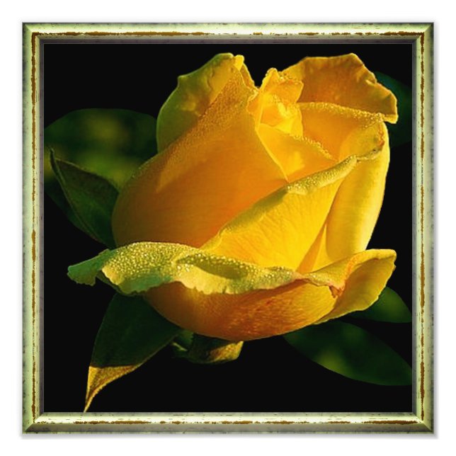 Impression Photo Grande rose jaune (Devant)