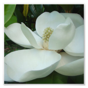 Impression Photo grands pétales de fleur blanche de magnolia