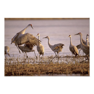 Impression Photo Granes de Sandhill Grus canadensis) Platte