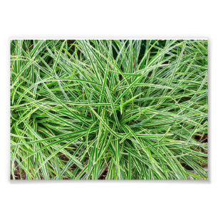 Impression Photo Grasses