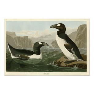 Impression Photo Great Auk - John James Audubon's Birds of America