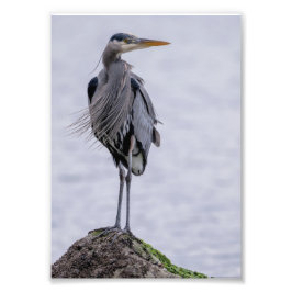 Impression photo Great Blue Heron