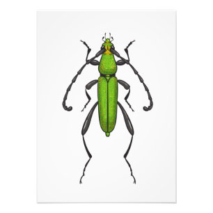 Impression Photo Green beetle