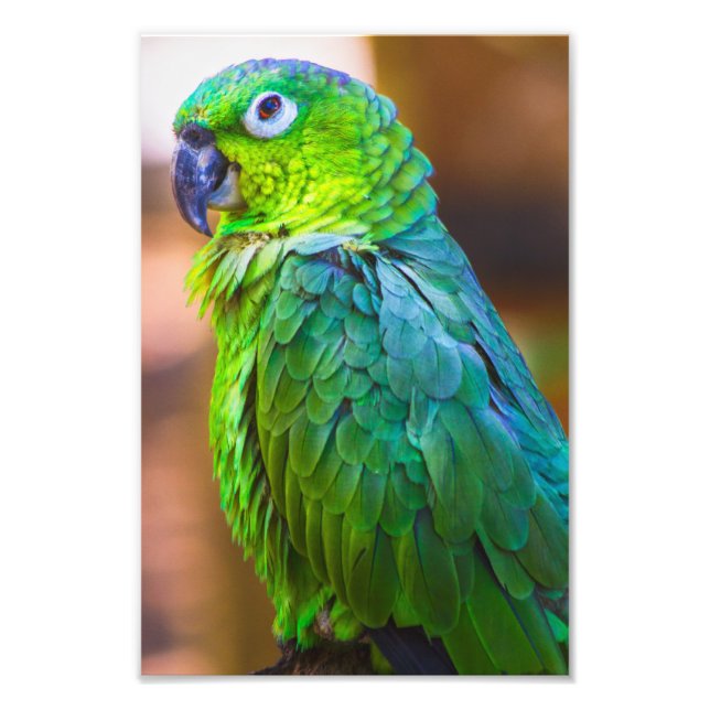 Impression Photo Green parrot (Devant)