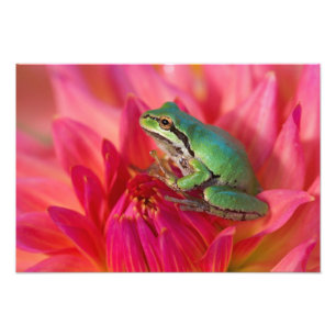 Impression Photo Grenouille arboricole du Pacifique sur des fleurs 