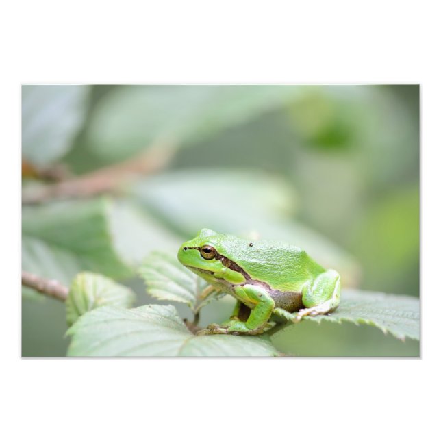 Impression Photo Grenouille arboricole européenne en vert (Devant)