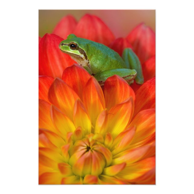 Impression Photo Grenouille du Pacifique sur fleurs (Devant)