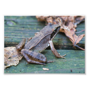 Impression Photo Grenouille en bois Brown