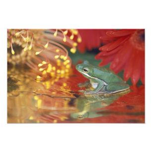 Impression Photo Grenouille et reflets parmi les fleurs. Crédit :