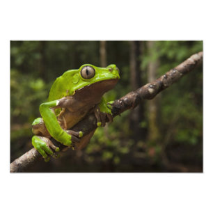 Impression Photo Grenouille feuille géante Phyllomedusa bicolor) 2