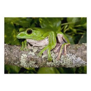 Impression Photo Grenouille géante glissante, Polypedates dennysi s