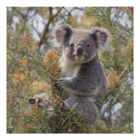 Grevillea Koala Bear,