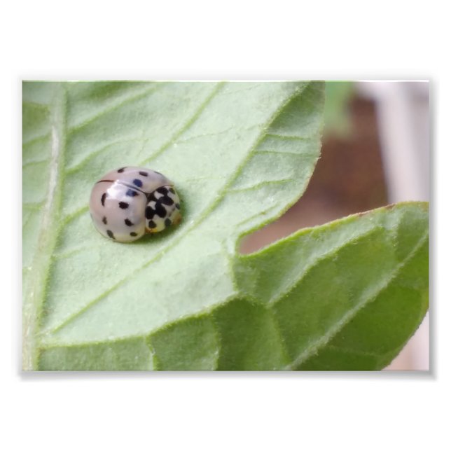 Impression Photo Grey Ladybug (Devant)