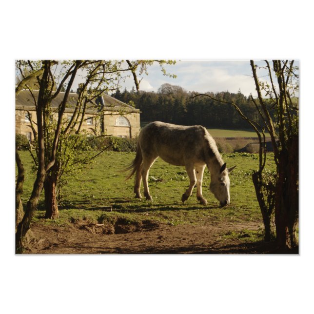 Impression Photo Gris À La Ferme De Tarvit (Devant)