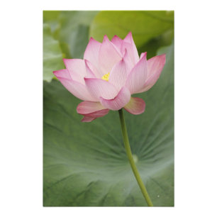 Impression Photo Gros plan de fleur de lotus, Nelumbo nucifera),