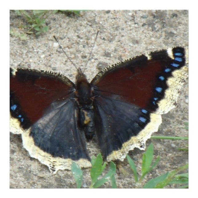 Impression Photo Gros plan du magnifique papillon en deuil (Devant)