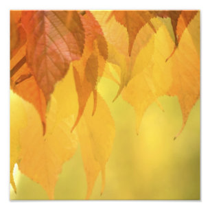 Impression Photo Gros plan sur des feuilles d'automne sur une branc