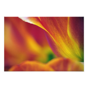 Impression Photo Gros plan sur le dessous d'une fleur de tulipe,
