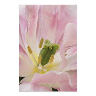 Impression Photo Gros plan sur une tulipe, Jardins de Keukenhof, Li