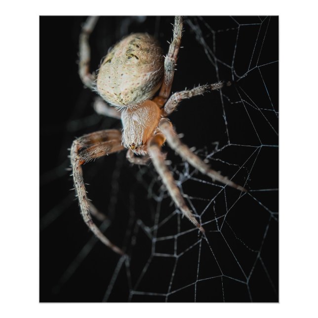 Impression Photo Grosse merveille : Araignée européenne (Devant)