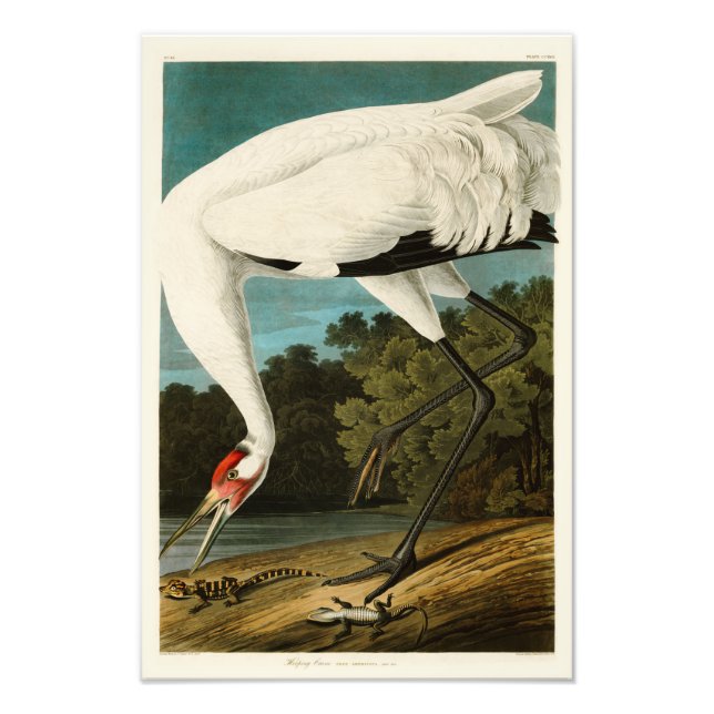 Impression Photo Grue blanche John James Audubon Oiseaux d'Amérique (Devant)