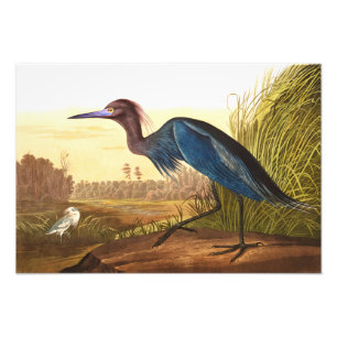 Impression Photo Grue bleue ou héron par John James Audubon