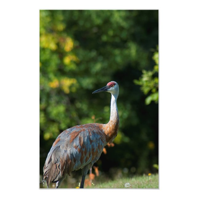 Impression Photo Grue SandHill (Devant)