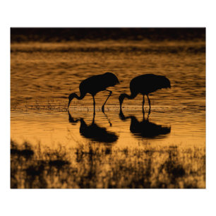 Impression Photo Grues Silhouettées par le coucher du soleil