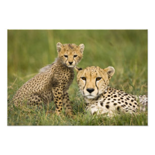 Impression Photo Guépard, Acinonyx jubatus, avec un petit