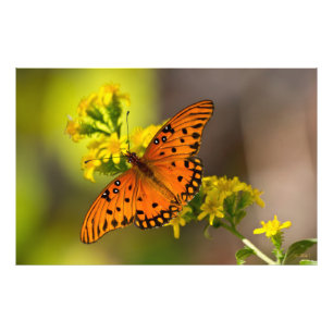 Impression Photo Gulf Fritillary alias Papillon de la Passion sur G