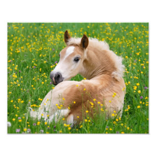 Impression Photo Haflinger Horse Cute Fote en Paperprint