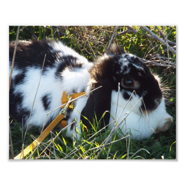 Impression Photo Happy Hoppy (Devant)