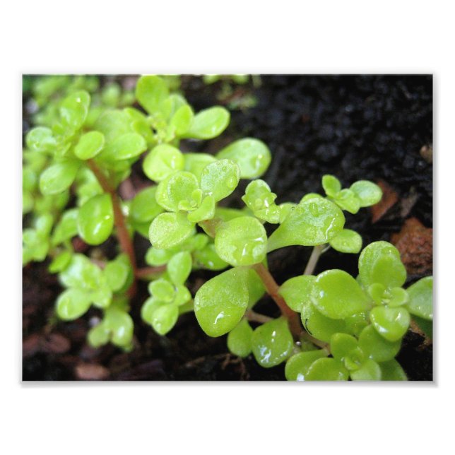 Impression Photo Happy Stonecrop (Devant)