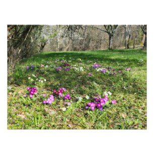 Impression Photo Harbinger du printemps