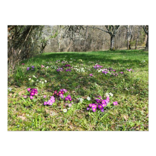 Impression Photo Harbinger du printemps (Devant)