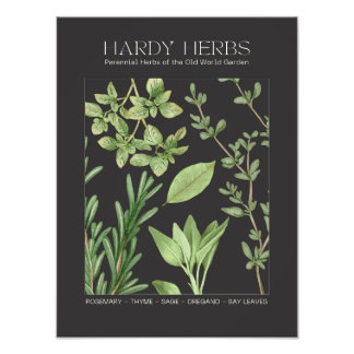 Impression Photo Hardy Herbs Botanical Print 