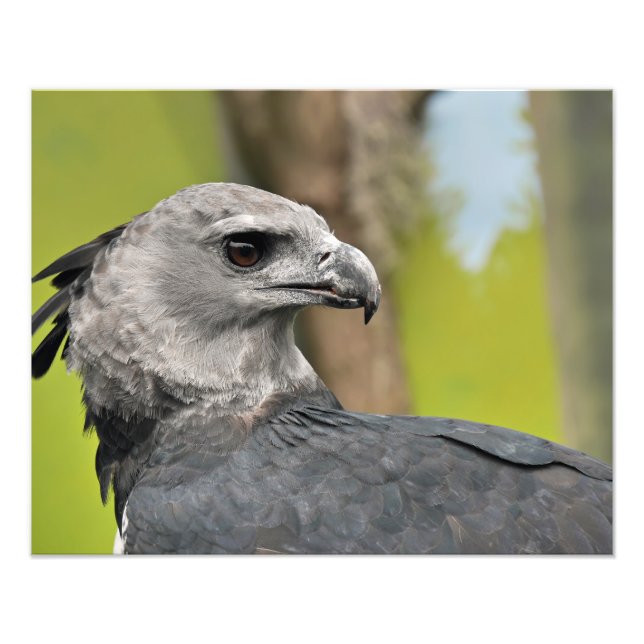 Impression Photo Harpy Eagle (Devant)