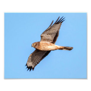 Impression Photo Harrier du Nord en vol