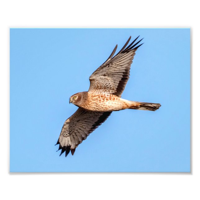 Impression Photo Harrier du Nord en vol (Devant)